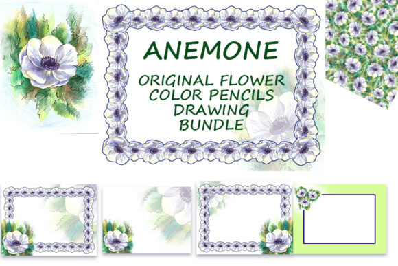 Anemone Flower Color Pencils Set for Brand Illustrations