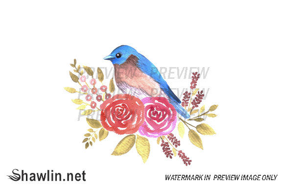 Eastern Bluebird and Roses Illustrations