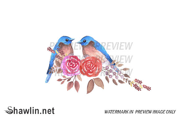 Eastern Bluebird Roses: Editorial Illustrations