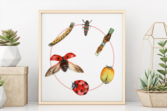 Ladybug Life Cycle Clip Art and Print: A Designer’s Real-World Review