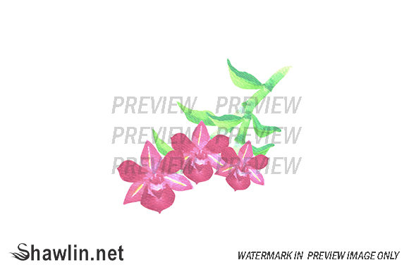 Pink Dendrobium Orchid Flower Illustrations