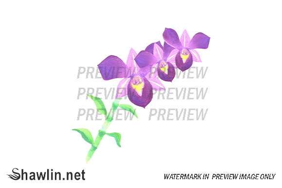 Purple Dendrobium Orchid Illustrations