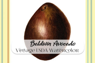 Vintage Baldwin Avocado Illustration for Creative Sellers